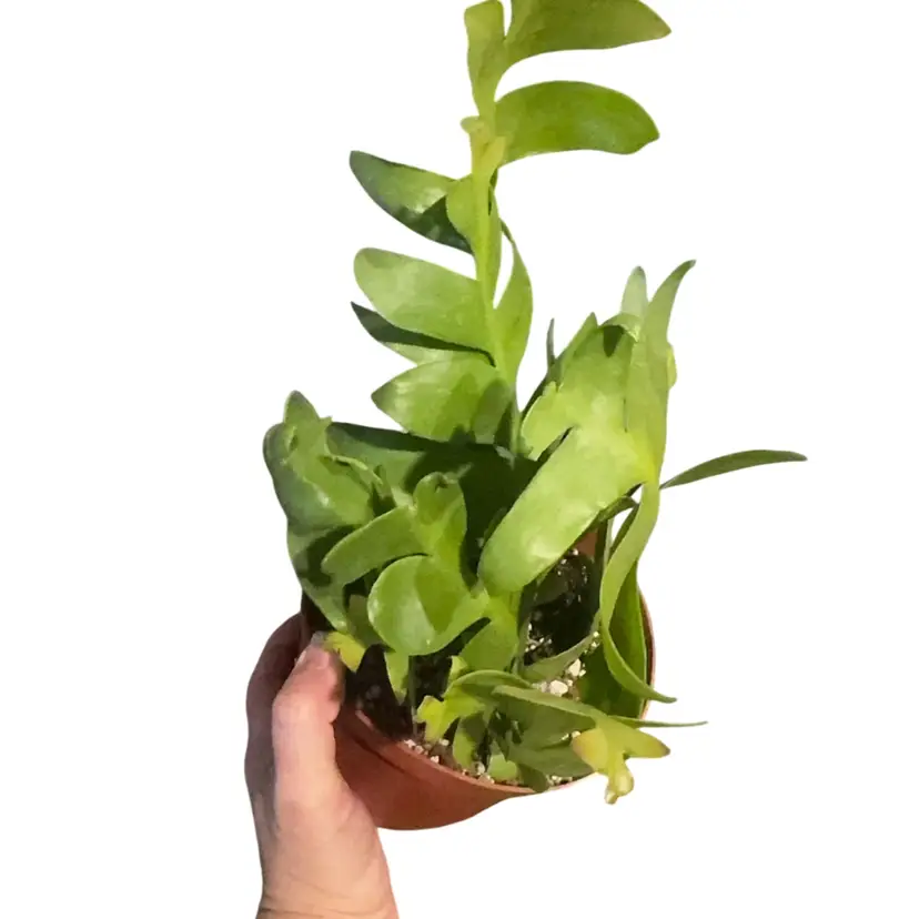 Sharktoooth Cactus 6”