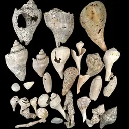 Lot of 29 Variety Of Florida Sea Shells 🐚 . Multiple Sizes & Types. Ethically Collected. Beautiful Coastal Nautical Marine Decor.