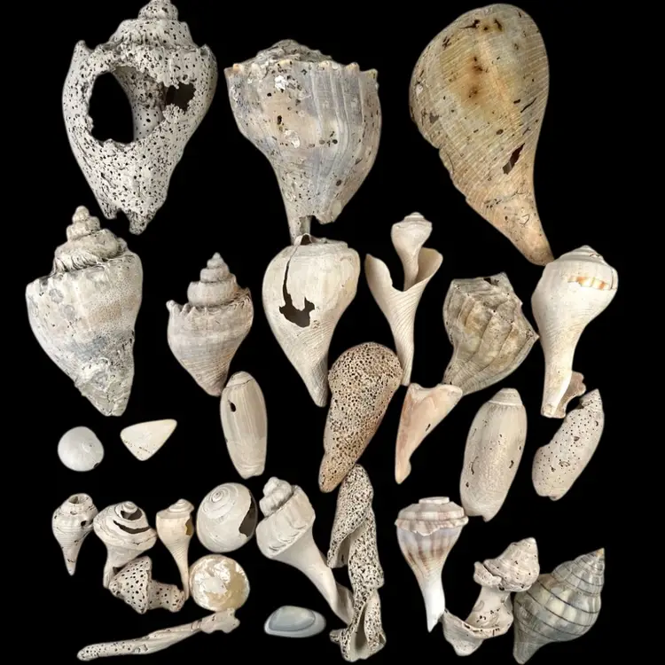 Lot of 29 Variety Of Florida Sea Shells 🐚 . Multiple Sizes & Types. Ethically Collected. Beautiful Coastal Nautical Marine Decor.