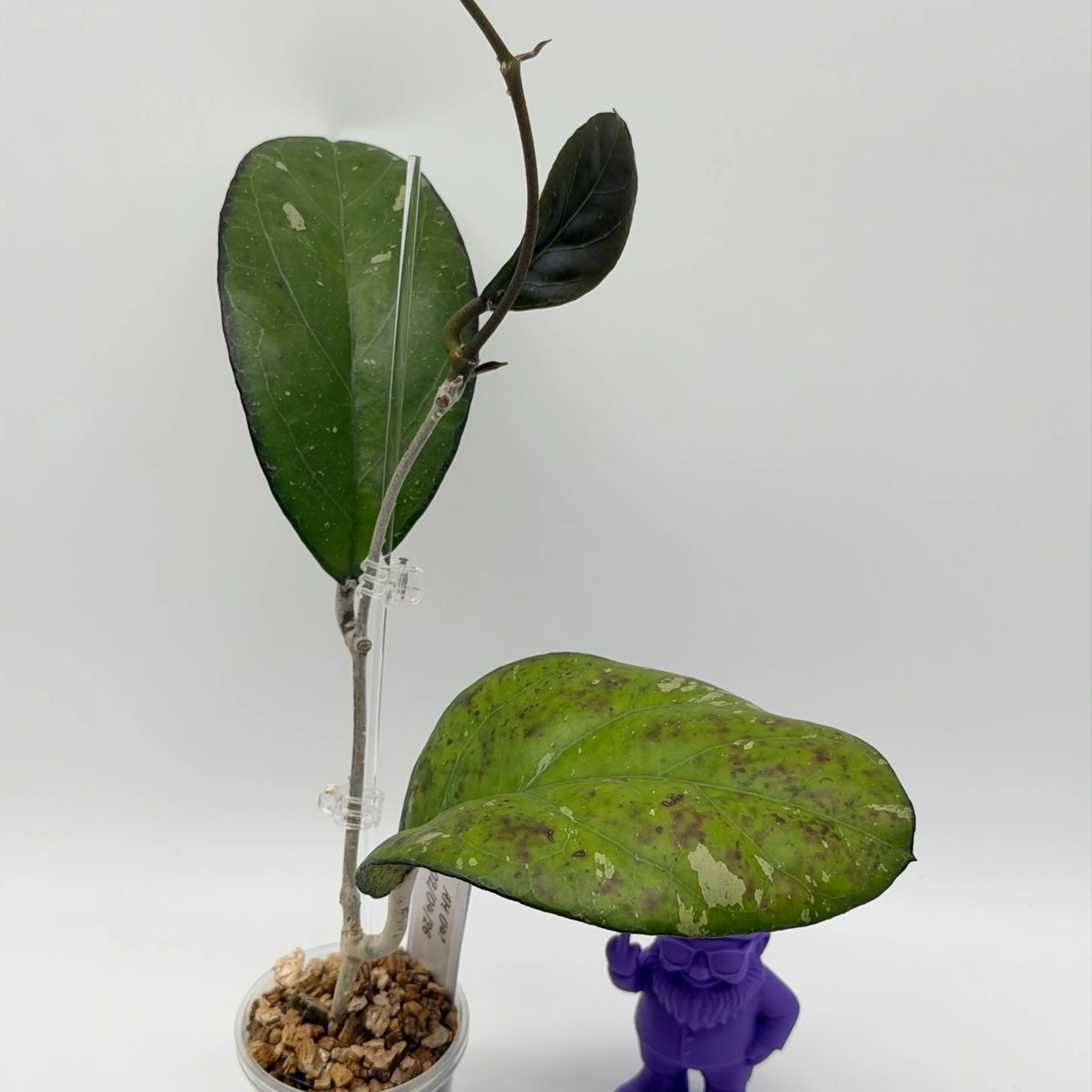 Image 2 of 3