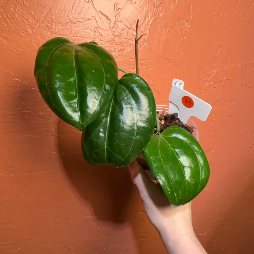 23 Hoya latifolia (Sarawak) x unk