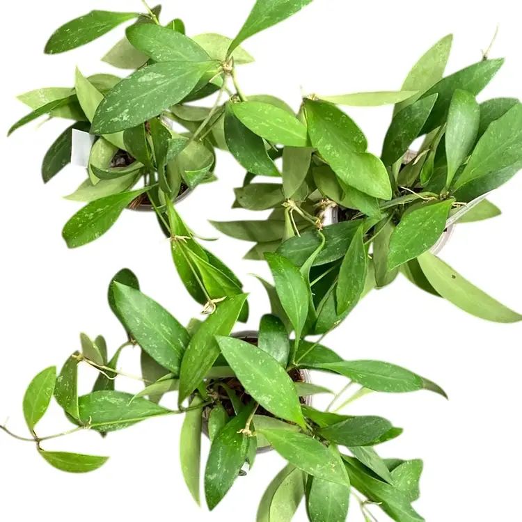 Memoria x Rosita clone 2