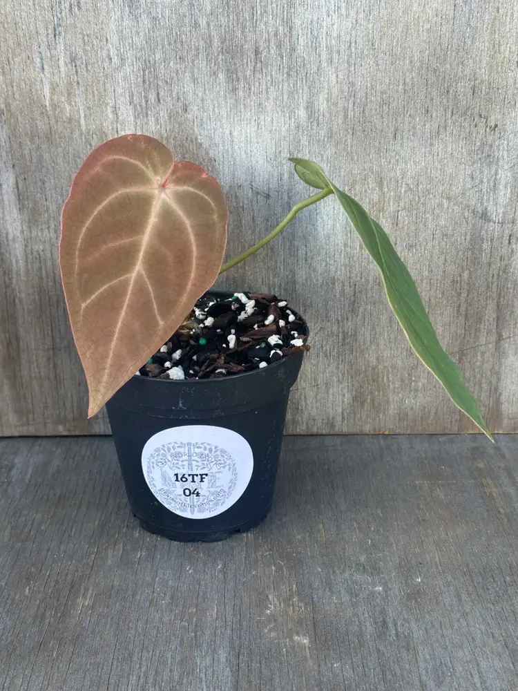 Anthurium SKG x SBVEP (16TFM04)