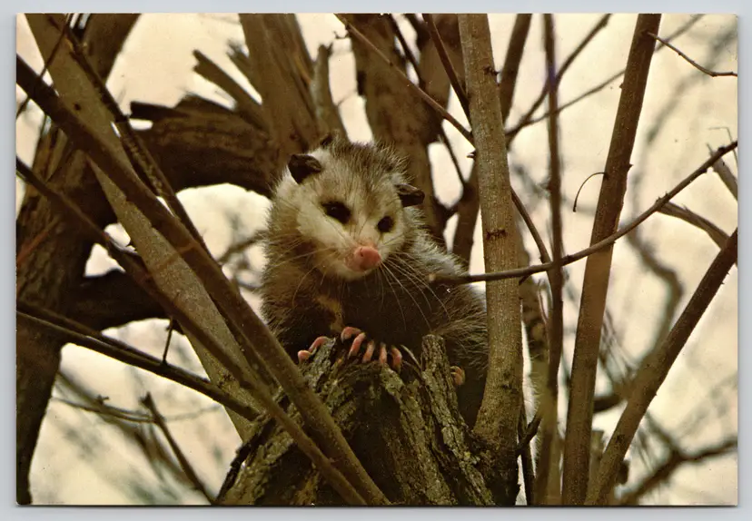 Postcard Opossum Shenandoah National Park Virginia Didelphis marsupialis -  10054