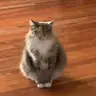 Fluffy Cat Vintage