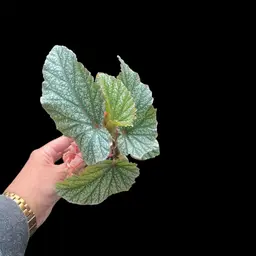 Begonia Don Miller