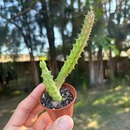 Huernia