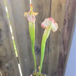 Seed Grown Sarracenia