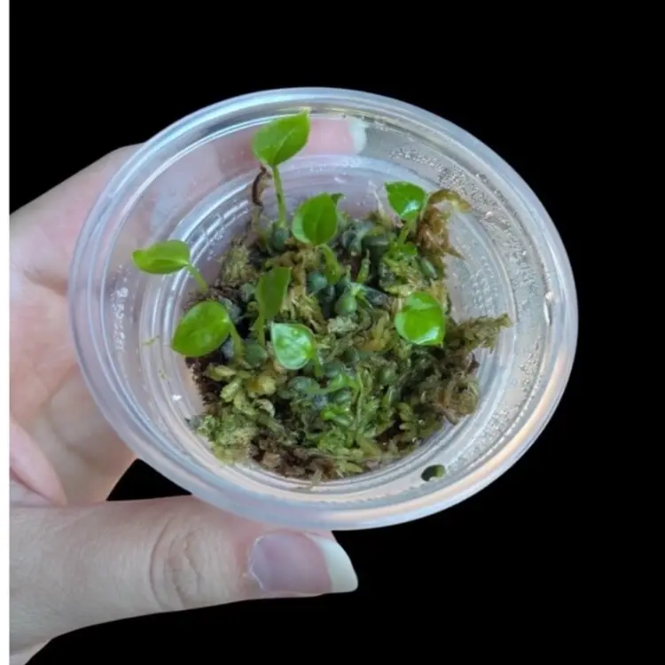 A10 Anthurium (Crystal x F2) x ((Forgetii x AOS) x Silver Blush)