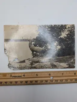 E80. Photography postcard antique BUCK DEER GREEN LAKE WISCONSIN black and white