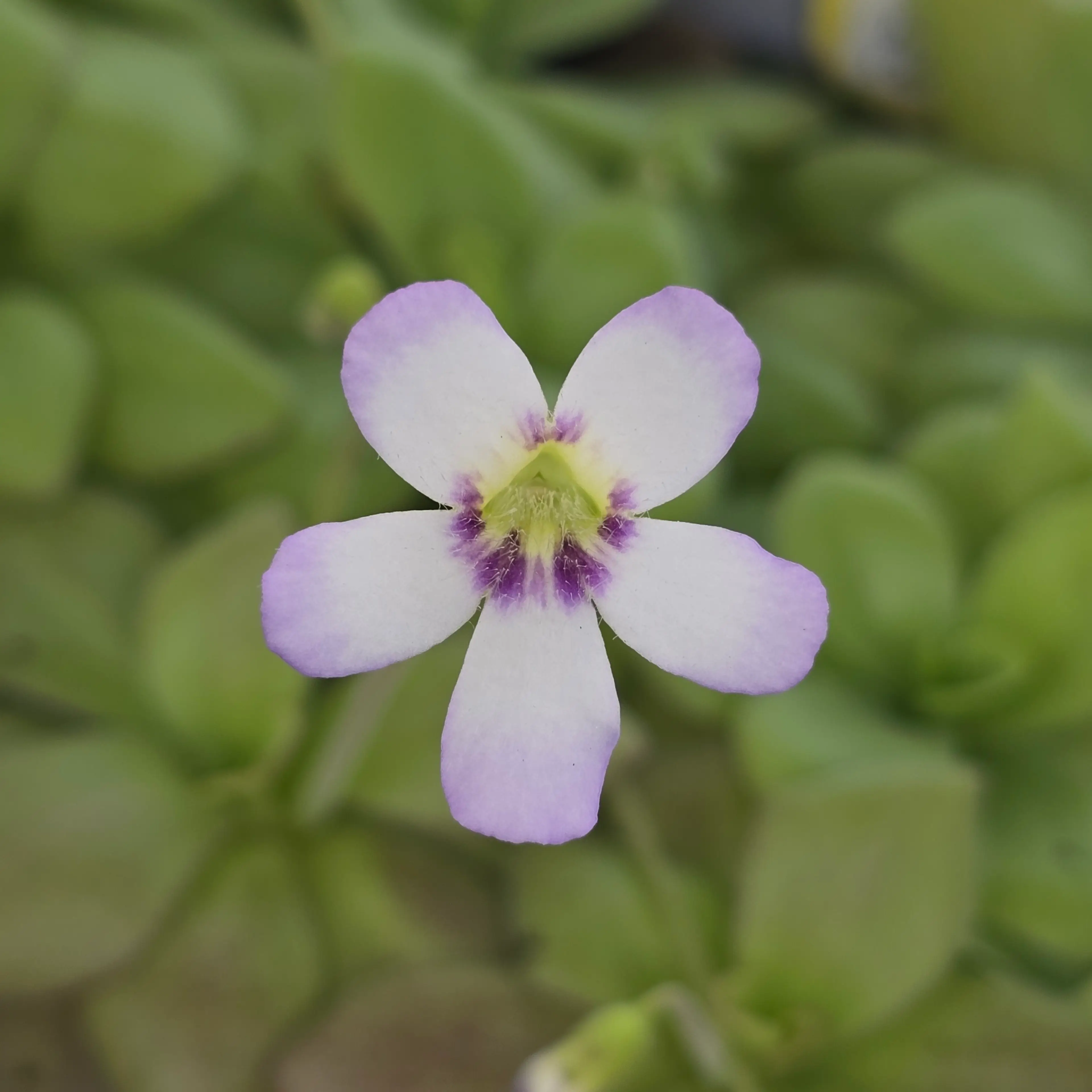Image 3 of 4