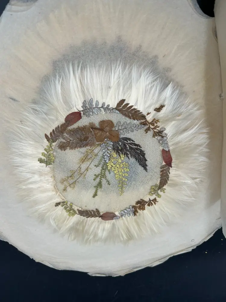 6 Jamaican Palm Tree And Fern Doilies In Original Folder Circa 1920S