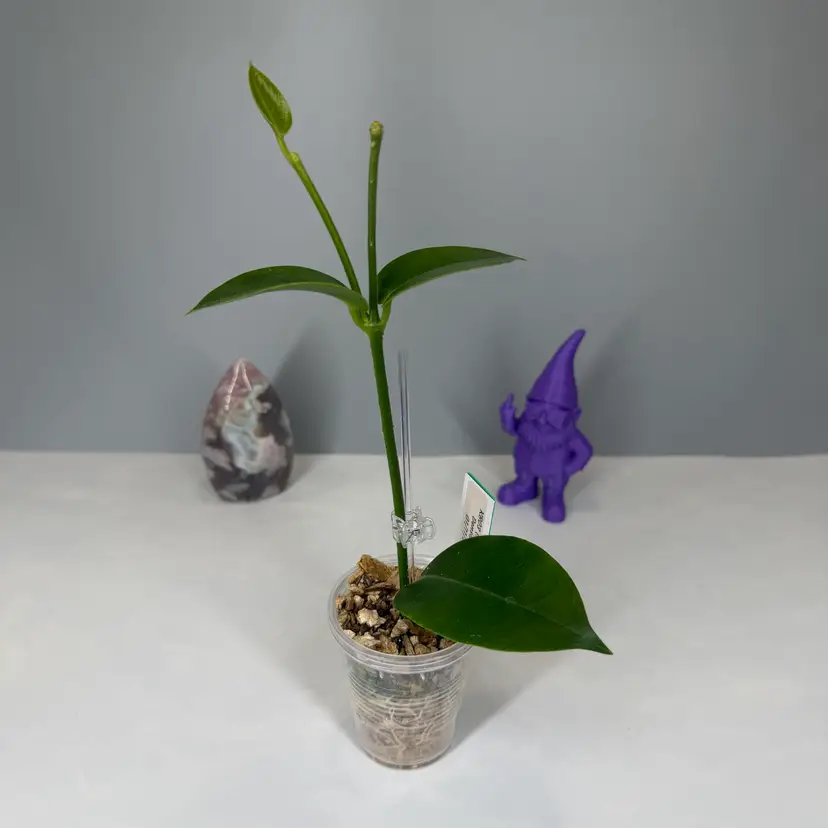 43 KB03 (Australis x Densifolia)