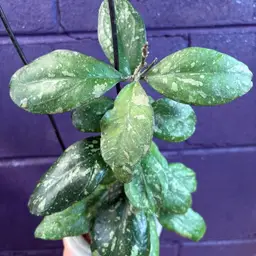 Swifferland’s Heaven’s Gate top 4 leaf cutting plus 4 more growers choice cutting from my 2025 seedlings that have never been cut. Shipping is ups 3 day