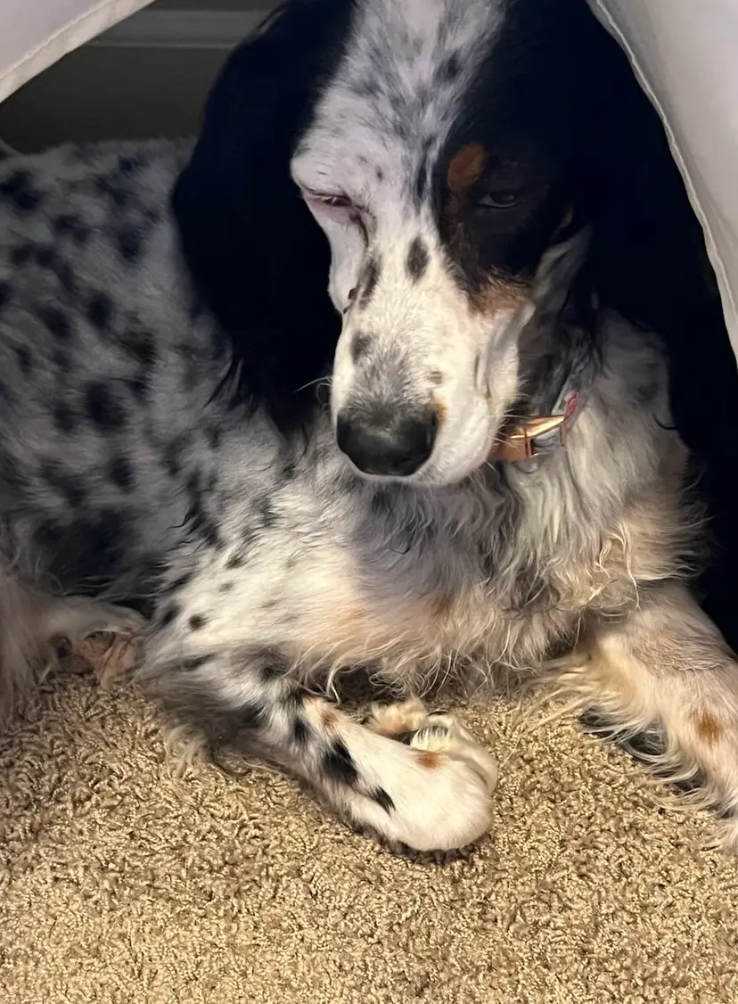 Livestream thumbnail