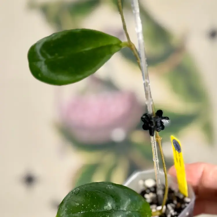 369 Hoya sp. Tanggamus (round leaf)