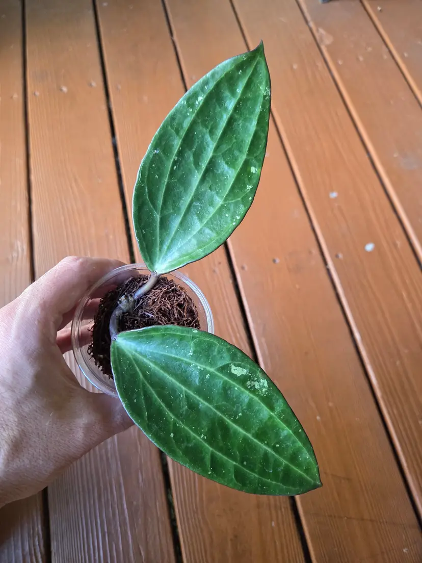 Hoya Polystachya