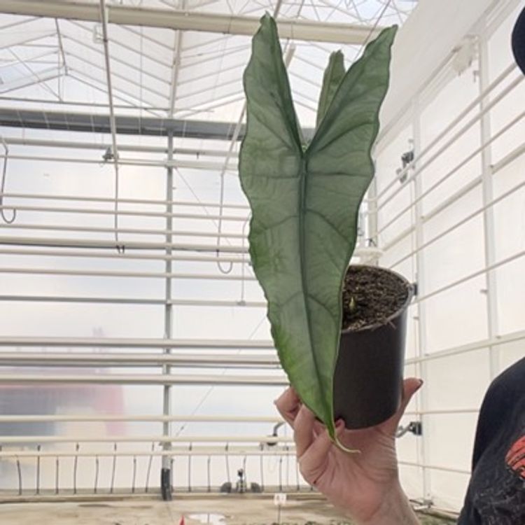 Alocasia