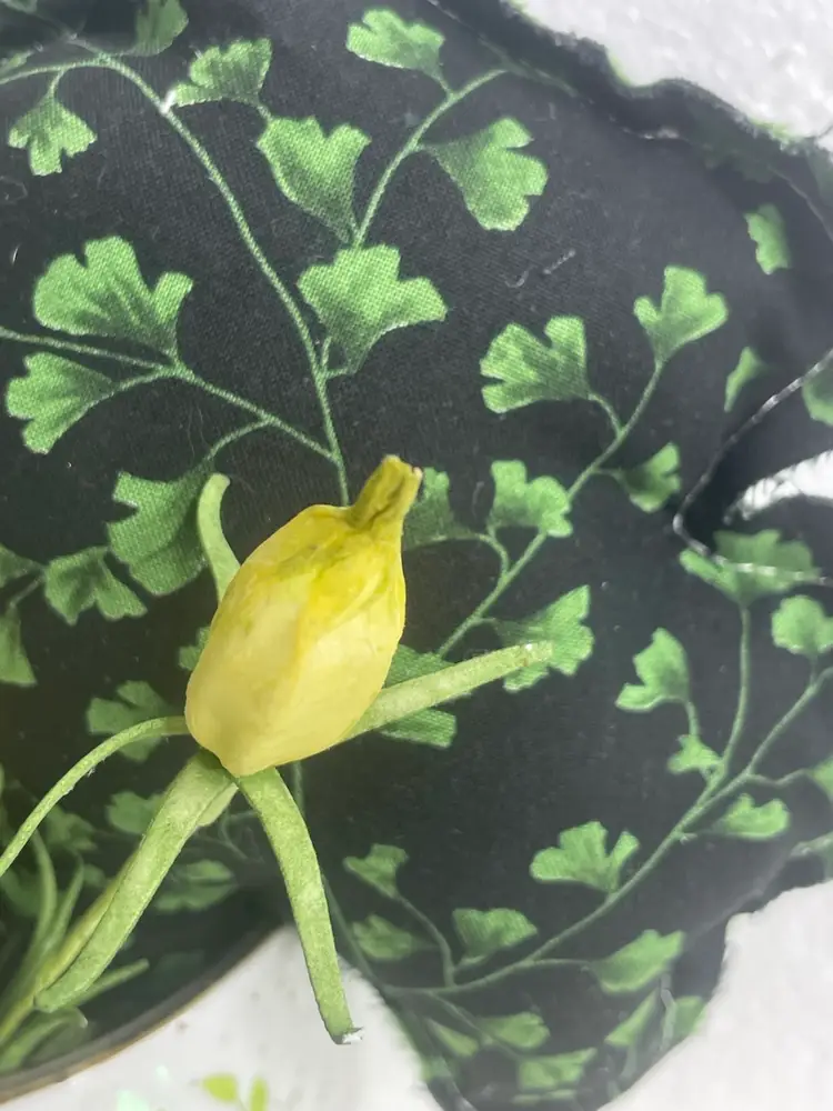 Vintage Turtle Themed Wall Pocket