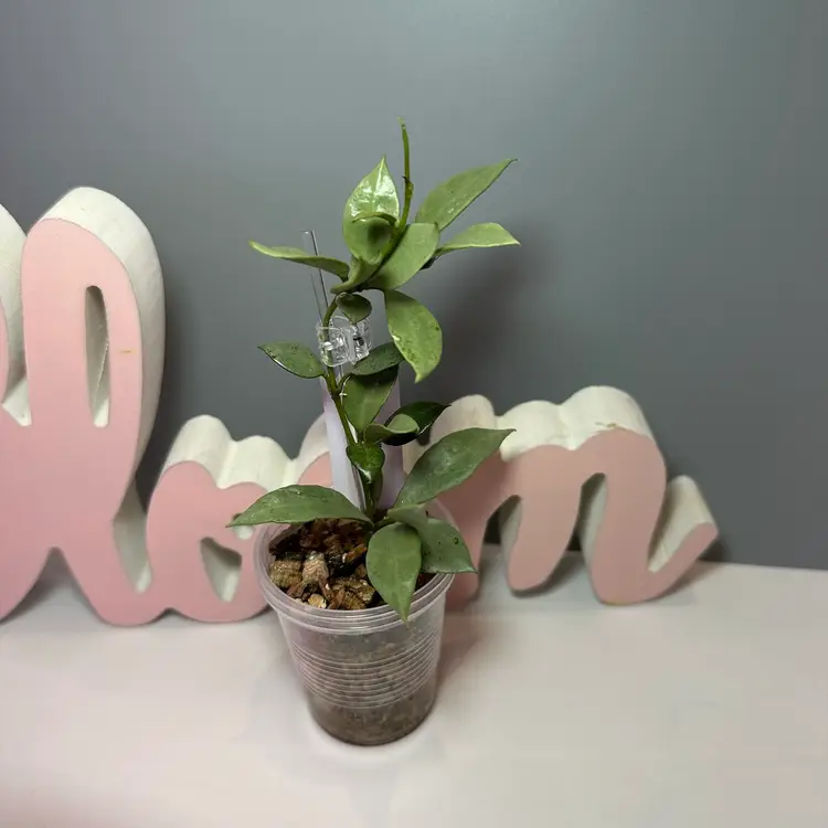 64 Lacunosa ‘Louisa Silver’