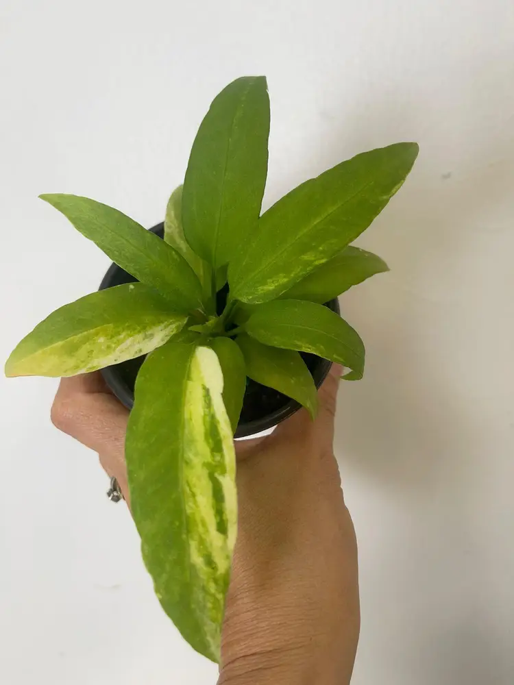 Anthurium vitelliforium variegated 4”