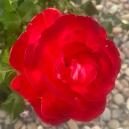 #21 - Costume Jewelry Choice 1/31/2025