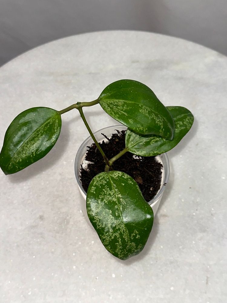 Hoya sp. Khun Tan (splash) - 3 inch pot