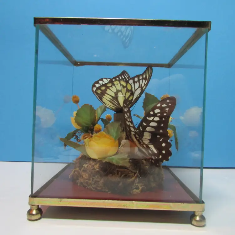 vintage butterfly glass box terrarium plastic and dried flowers