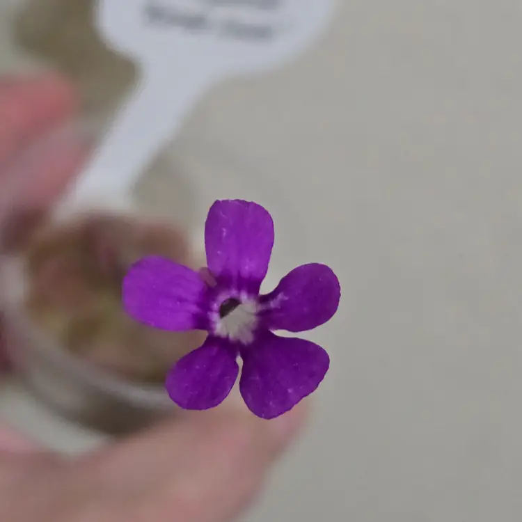 Pinguicula "Kardia Lousia"