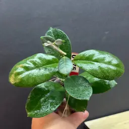 175 Hoya calycina Stargazer x unk