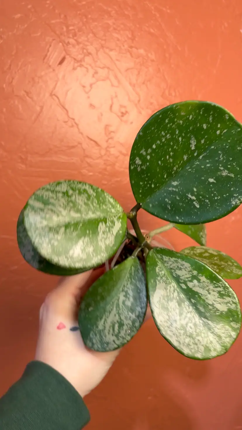 Hoya obovata (splash)