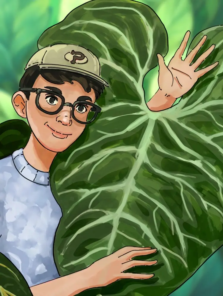 Anthurium Papa’s First Rooted Live!