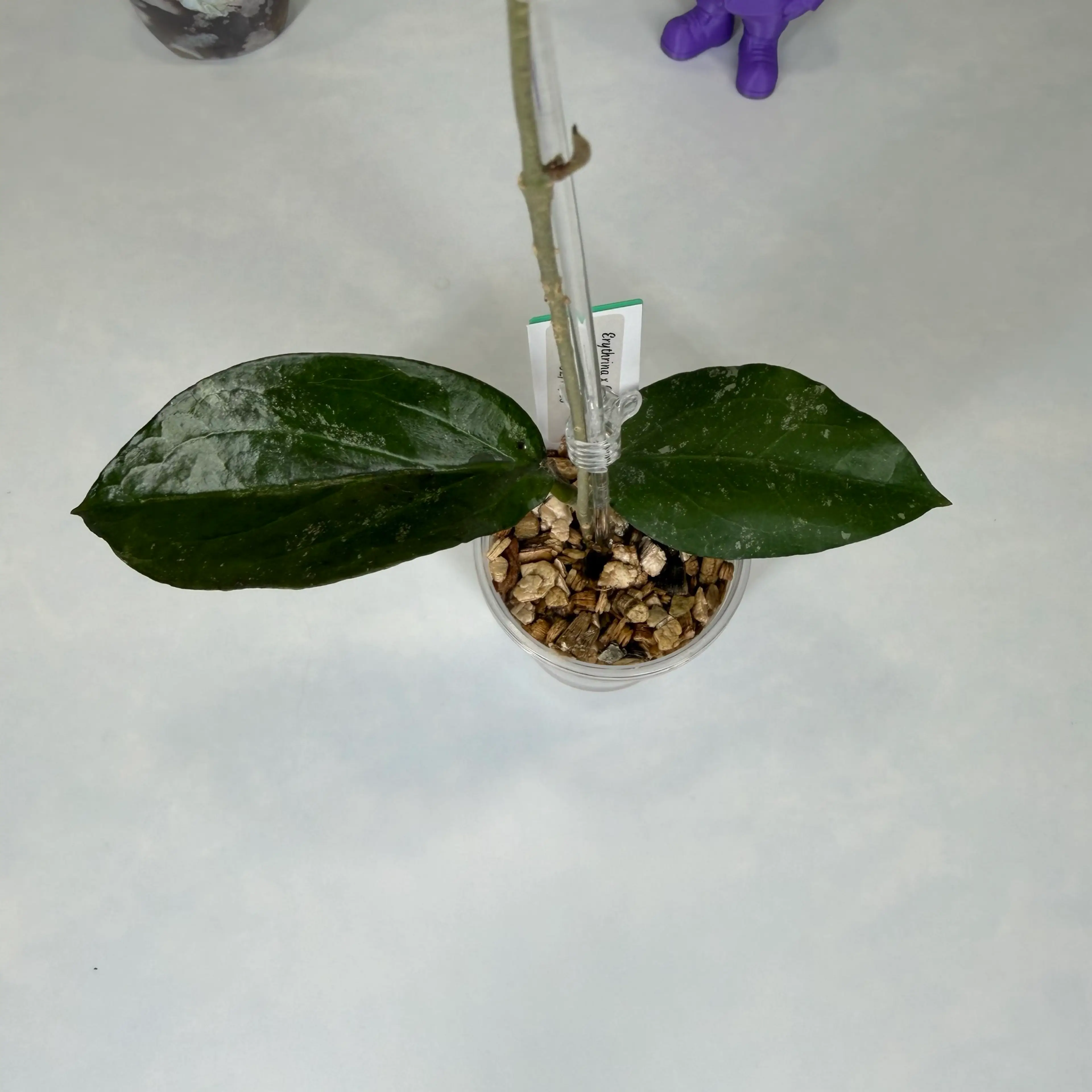 Image 2 of 2