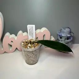 83 SS 053-4 (Wallichii ssp Tenebrosa x Versteegii)