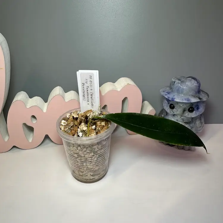 83 SS 053-4 (Wallichii ssp Tenebrosa x Versteegii)