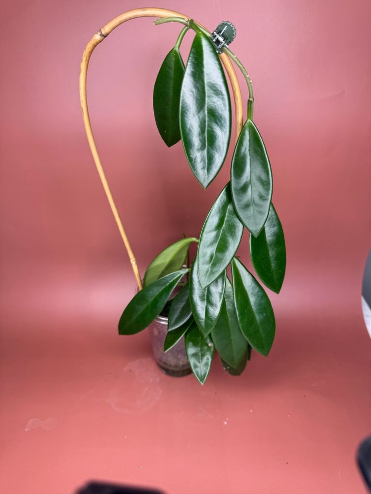 #3635 Hoya sp India IML 1598