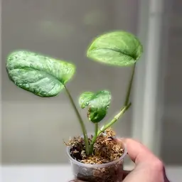 Scindapsus GOG Silver Cloud