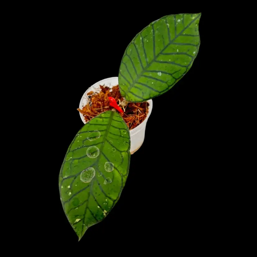 Hoya sp. Gunung Gading