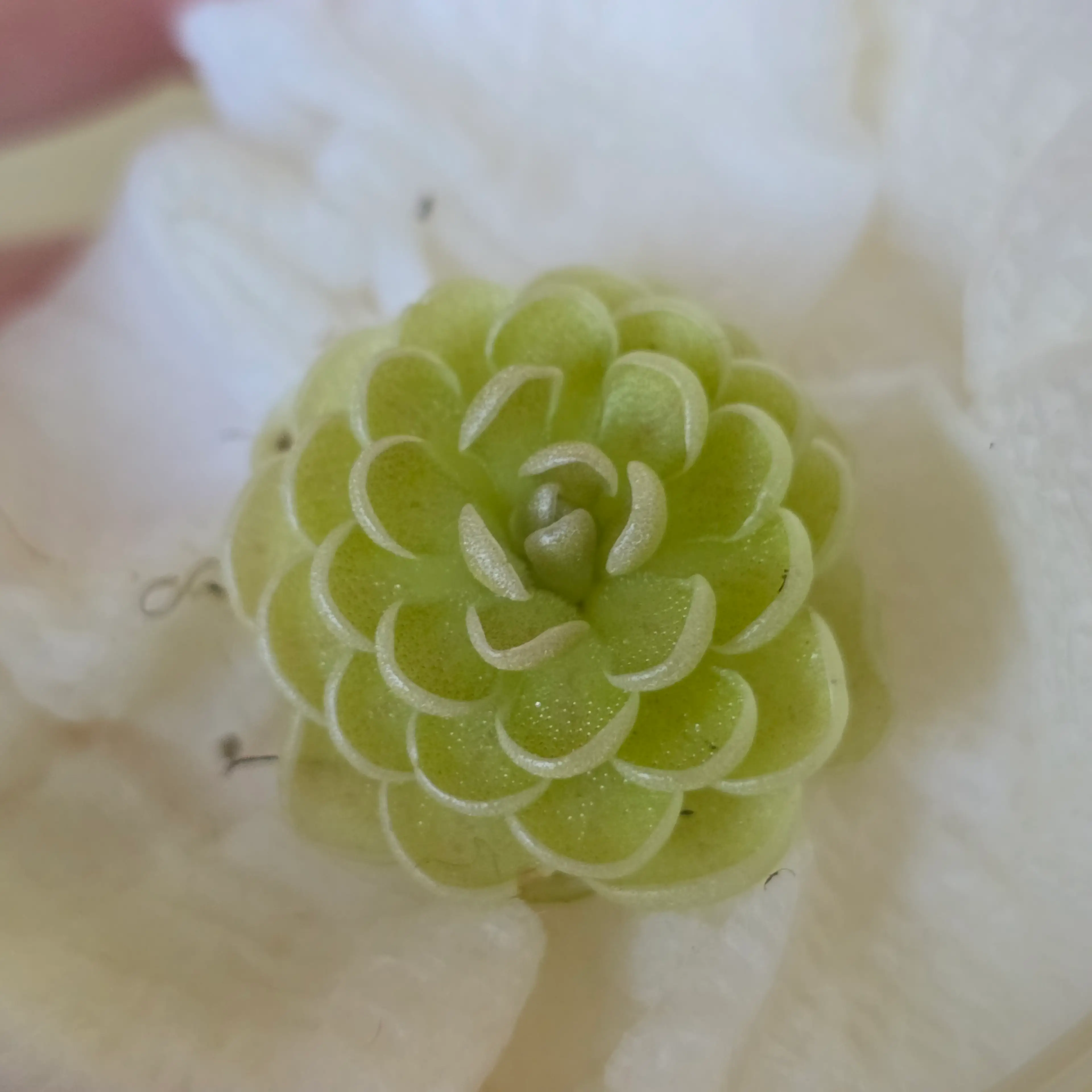 Image 2 of 2