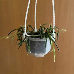 Hoya Linearis (3.5” pot”