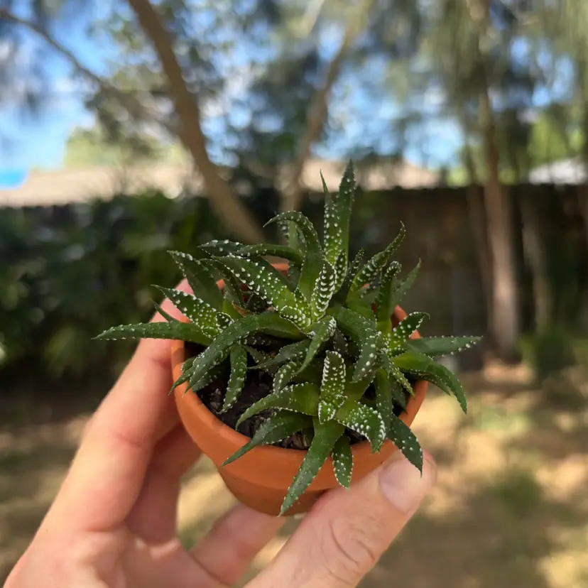 Haworthia