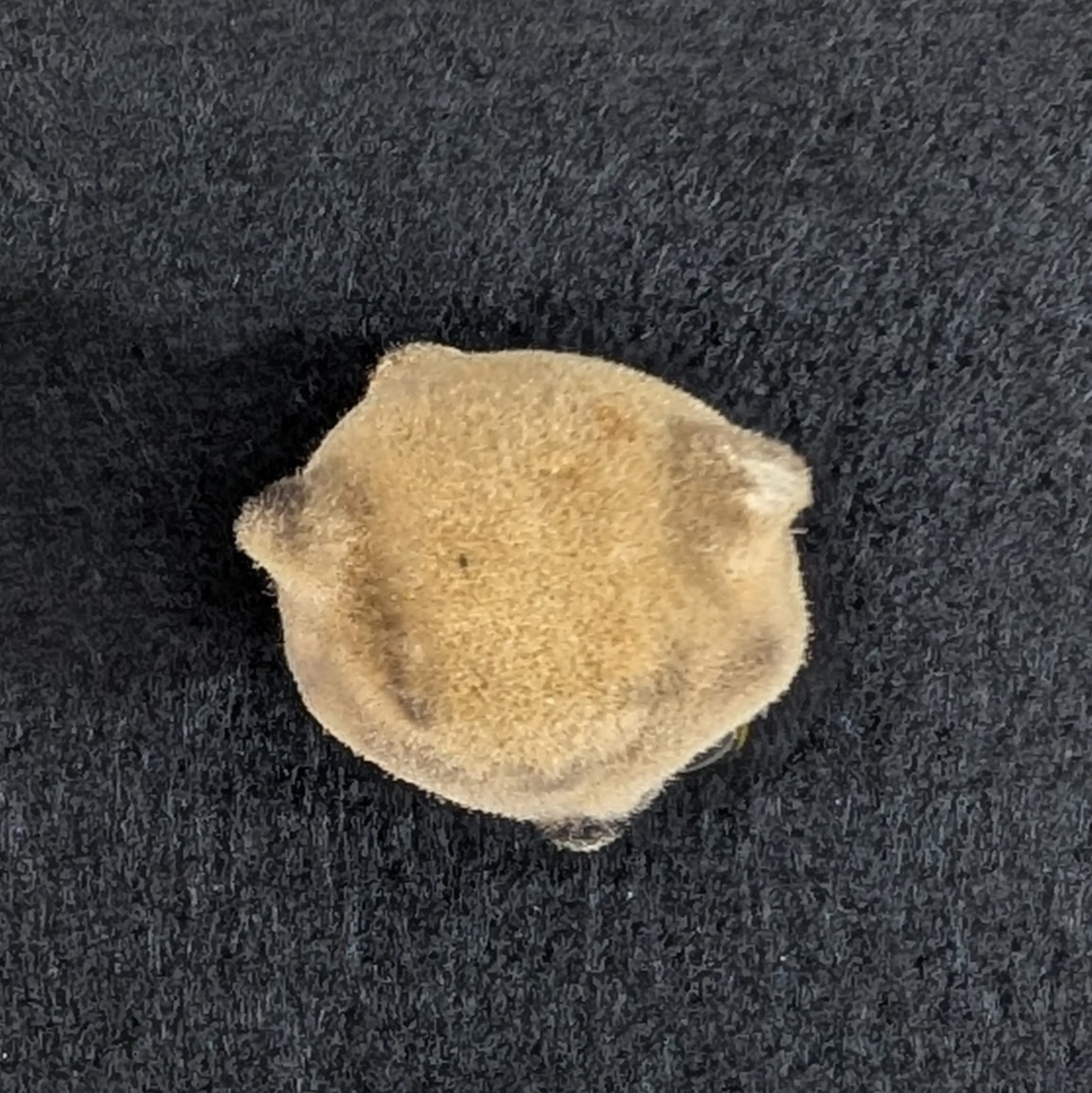 Image 5 of 9