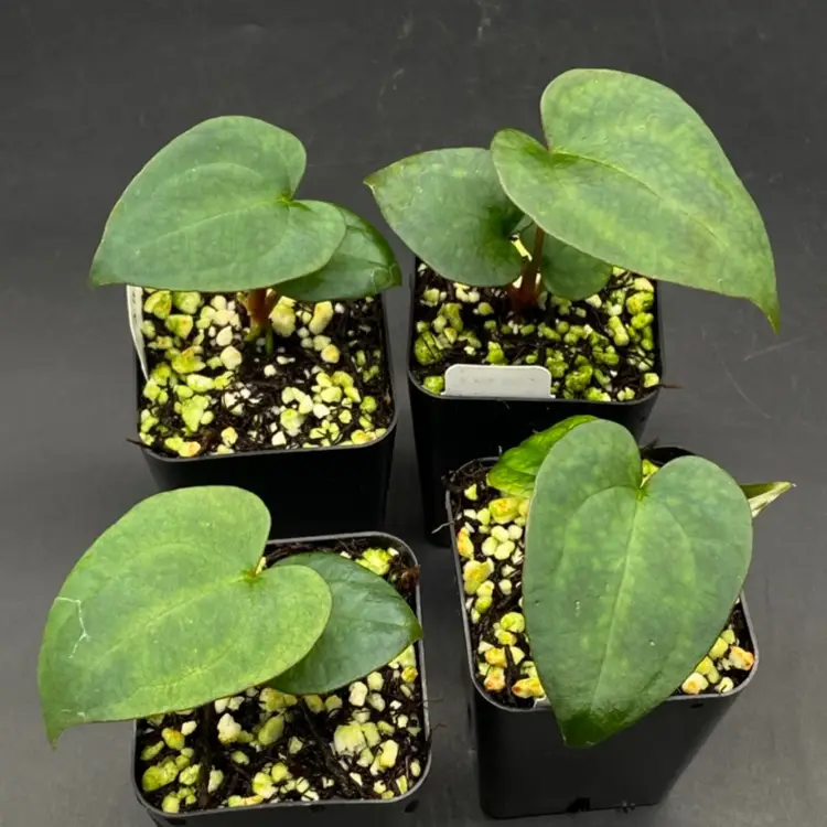 123D - GC - Anthurium ‘King Of Spades’