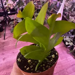 Shark tooth Jungle Cactus