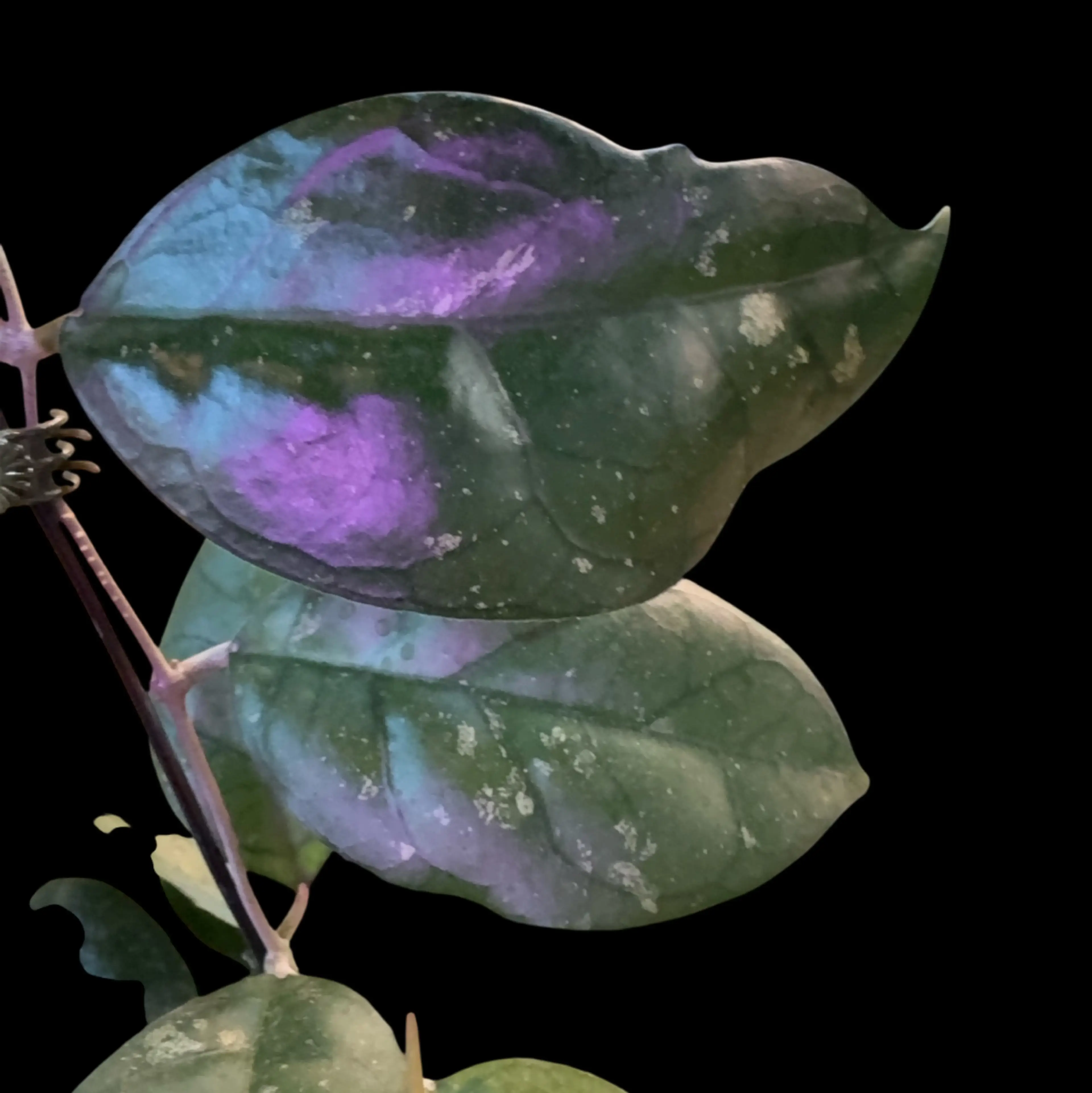 Image 2 of 2