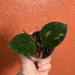 Hoya verticillata (heart shaped leaves, splash) (grower’s choice)