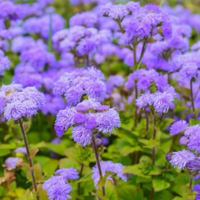 Blue Mink Ageratum flower seeds