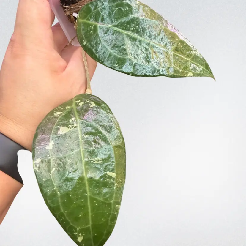 HOYA VERTICILLATA (LAMPUNG)