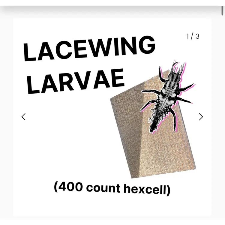 Lacewing Larvae 400 count hex cell