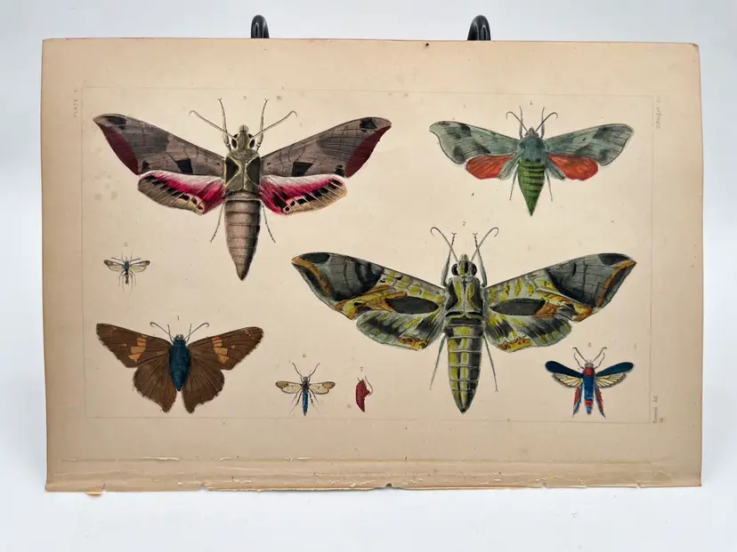 Plate V - Original Steel Plate Colored Book Page Print, 1862, Insects